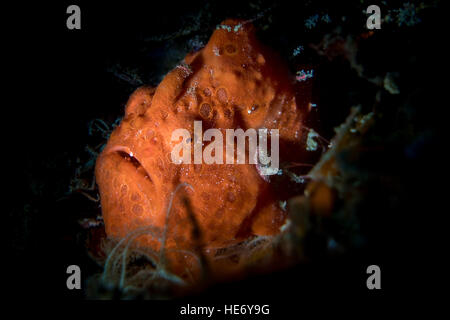 Rana pescatrice verniciata (Antennarius pictus) nel Lembeh strait / Indonesia / Asia Foto Stock