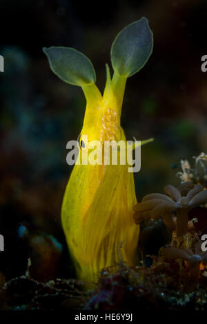 Nastro giallo anguilla (Rhinomuraena quaesita) in Lembeh Foto Stock