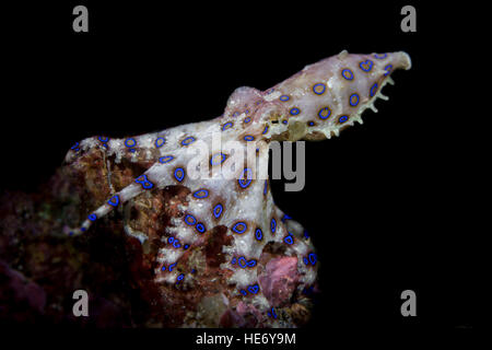 Anello blu o azzurro-inanellati polpo (Hapalochlaena sp.) nello stretto di Lembeh / Indonesia Foto Stock