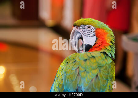Macaw pappagallo guardando la telecamera e posa Foto Stock