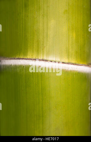 Primo piano dettaglio del verde di alberi di bamboo Foto Stock