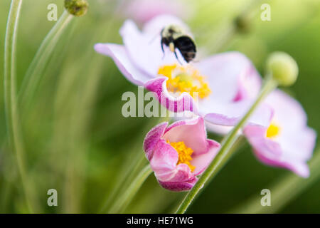 Bumble Bee volare lontano dal rosa anemone germoglio di fiore Foto Stock