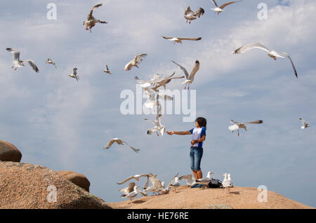 Alimentazione uomo a Flock of Seagulls a Trégastel, Bretagna Francia Foto Stock