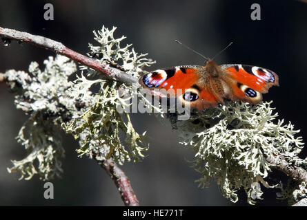 Farfalla di pavone, pavone europeo, seduta sul lichen Foto Stock