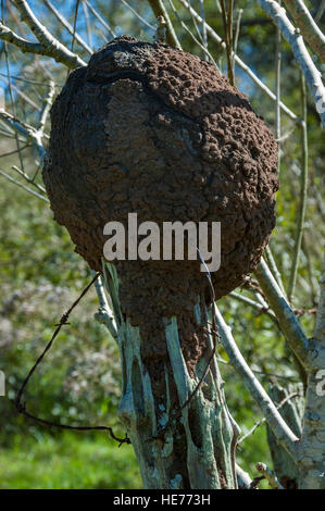 Un termite arboree il nido in un palo da recinzione nella regione sud-est del Brasile. Foto Stock