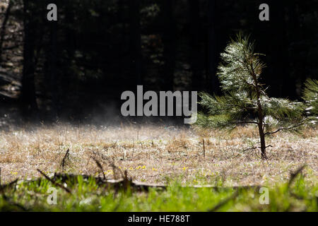 Un giovane ponderosa pine tree crescono in un prato erboso come la nebbia si solleva dalle erbe umido. Coconino National Forest, Arizona Foto Stock