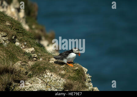 Un puffin arroccato sul bordo della scogliera a Bempton, North Yorkshire, Inghilterra, Regno Unito. Foto Stock