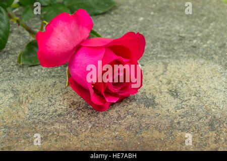 Una rosa rossa sulla parte superiore di sfondo di pietra Foto Stock