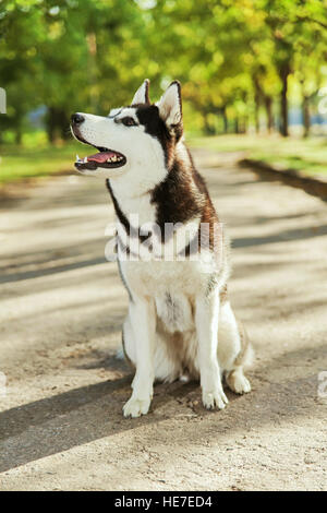 Ritratto di cani husky con un sorriso Foto Stock