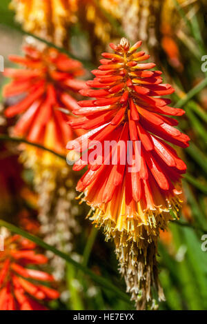 Torcia Lily, Kniphofia 'Papaia ghiaccioli', Red Hot Poker Foto Stock