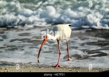 Ibis bianco in Florida Surf Foto Stock