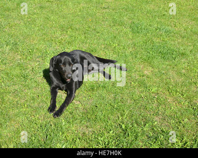 Adorabile cane nero sdraiati su un prato verde Foto Stock