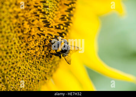 Semi di girasole con un ape (messa a fuoco selettiva; close-up shot) Foto Stock