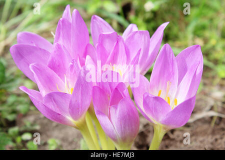 Bellissimi fiori rosa di Colchicum autumnale fioritura in autunno Foto Stock