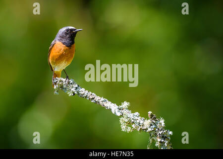 , Redstart Phoenicurus phoenicurus, Carstramon legno, Dumfries & Galloway, Scozia Foto Stock