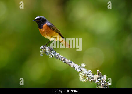 , Redstart Phoenicurus phoenicurus, Carstramon legno, Dumfries & Galloway, Scozia Foto Stock