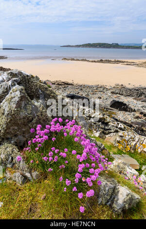 La parsimonia, Armeria maritima, fioriti in spiaggia Knockbrex, Dumfries & Galloway, Scozia Foto Stock