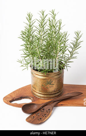 Di rosmarino fresco piante che crescono in un vintage pentola di rame, biancheria e asciugamani da cucina in legno strumenti isolati su bianco. Foto Stock