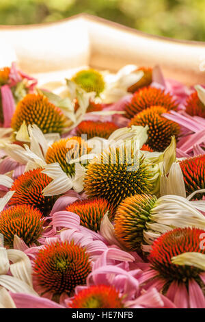 Immagine di essiccazione di echinacea freschi fiori in un'ombra. Foto Stock