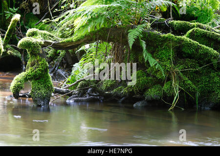 Radici coperte da moss in acqua Foto Stock