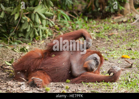 Orangutan borneano selvatico (Pongo pygmaeus) Riposando sul terreno a Camp Leakey Foto Stock