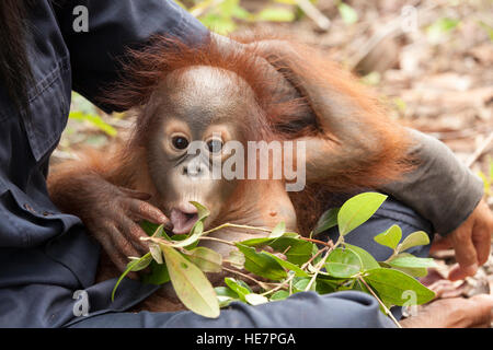 Curioso orangutan orfano bambino sul giro del guardiano giocando con le foglie nella sessione di addestramento della foresta per prepararsi per l'eventuale rilascio nel selvaggio, Borneo Foto Stock