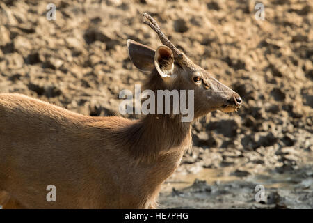 Vita selvaggia intorno al laghetto in Ranthambhore National Park, il Rajasthan in India Foto Stock