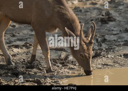 Vita selvaggia intorno al laghetto in Ranthambhore National Park, il Rajasthan in India Foto Stock