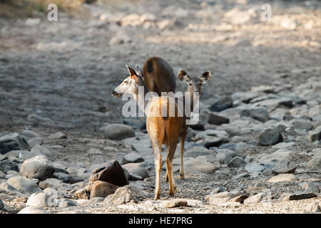 Due Sambar deet cubs guardando entrambi i lati, siamesi Foto Stock