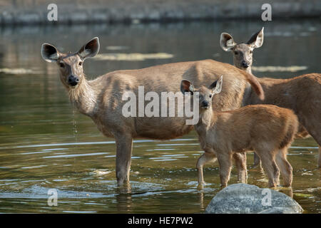 Sambar cervi femmina e cub in piedi in acqua,Parco nazionale di Ranthambore in Rajasthan, India Foto Stock