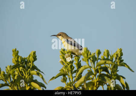 Oliva-backed Sunbird su un ramo Foto Stock