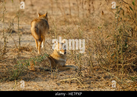 Indian sciacalli, Canis aureus indicus. Gli sciacalli su polverosi colorato nella luce del mattino, fissando direttamente alla fotocamera. Nazionale di Keoladeo Foto Stock