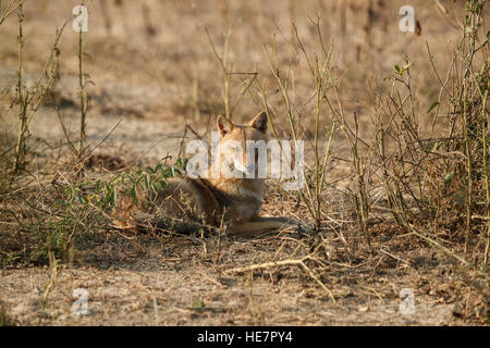 Indian sciacalli, Canis aureus indicus. Gli sciacalli su polverosi colorato nella luce del mattino, fissando direttamente alla fotocamera. Nazionale di Keoladeo Foto Stock