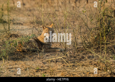 Indian sciacalli, Canis aureus indicus. Gli sciacalli su polverosi colorato nella luce del mattino, fissando direttamente alla fotocamera. Nazionale di Keoladeo Foto Stock