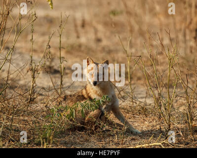 Indian sciacalli, Canis aureus indicus. Gli sciacalli su polverosi colorato nella luce del mattino, fissando direttamente alla fotocamera. Nazionale di Keoladeo Foto Stock