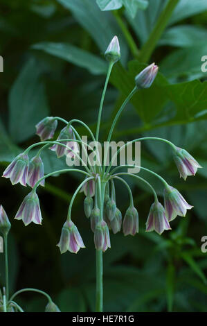 Allium bulgaricum ,NECTARSCORDUM, Foto Stock