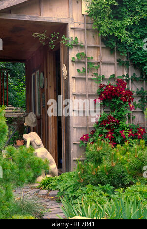 Clematis Niobe a shed ingresso , con calcestruzzo statua del cane Foto Stock