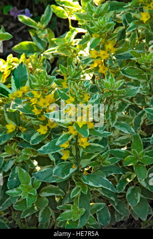 Lysimachia punctata, 'Alexander Foto Stock