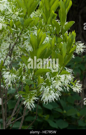 Chionanthus virginicus, Fringe tree, blooming flowerscape Foto Stock