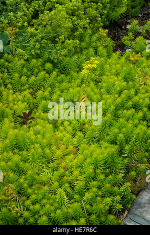 Sedum rupestre "Angelina", Stonecrop Foto Stock