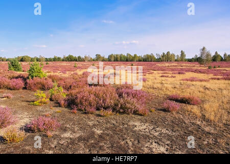Blühende Heidelandschaft im Spätsommer - Heath paesaggio con la fioritura Erica Calluna vulgaris Foto Stock