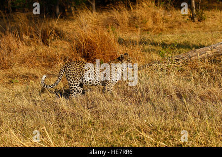 Leopard madre & il suo sub maschio adulto cub hanno un impala uccidere nelle vicinanze della struttura che si nutrono di, visto mentre su safari mobile Foto Stock