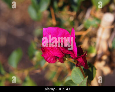 Rosa luminoso fiori di Bouganville closeup Foto Stock