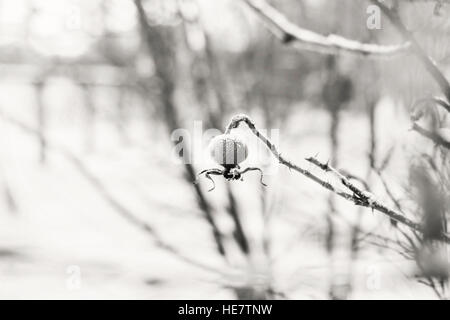 Po' di bacche di rosa canina in inverno in colore seppia Foto Stock