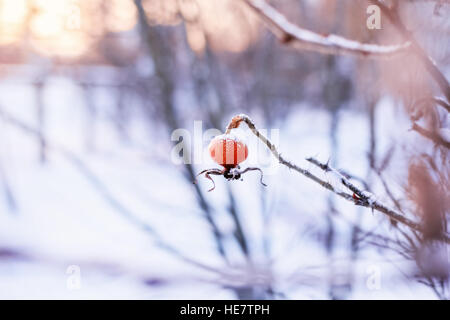 Po' di bacche di rosa canina in inverno la neve meteo Foto Stock