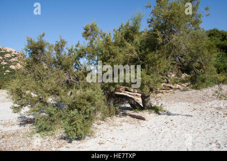 Phönizischer Wacholder, Rotfrüchtiger Wacholder, Juniperus phoenicea, Juniperus phoenicea turbinata, Juniperus turbinata , ginepro fenicio, Arâr, Ge Foto Stock