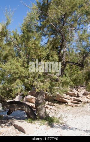 Phönizischer Wacholder, Rotfrüchtiger Wacholder, Juniperus phoenicea, Juniperus phoenicea turbinata, Juniperus turbinata , ginepro fenicio, Arâr, Ge Foto Stock