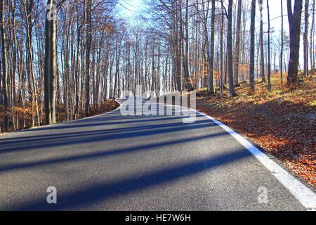 Le curve della strada nella foresta Foto Stock