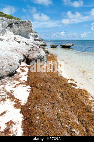 La spiaggia rocciosa e piena di alghe sul Grand Turk island (Turks & Caicos). Foto Stock