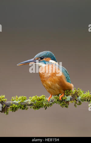 Kingfisher Alcerdo atthis appollaiato su un ramo Foto Stock